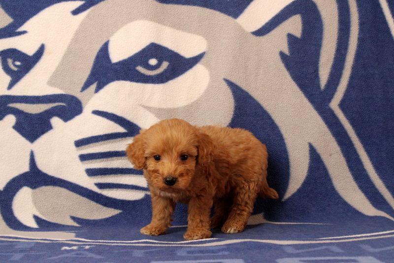 puppy, for, sale, Mini Goldendoodle F2B, Matthew B. Stoltzfus, dog, breeder, Gap, PA, dog-breeder, puppy-for-sale, forsale, nearby, find, puppyfind, locator, puppylocator, aca